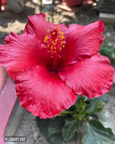 Platone Hibiscus Plant Hibiscus Red Live Flower Plant Disha-220921