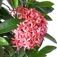 Platone Inermi Plant Ixora Pink Natural Live Plant-thumb2