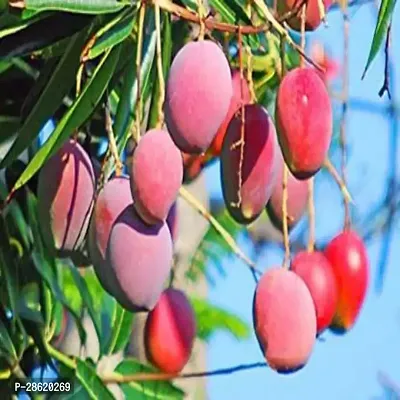 Platone Mango Plant Kishan Bhog Mango Hybrid Plant For Outdoor Garden-thumb0