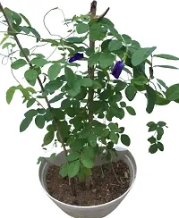 Platone Aparajita Butterfly Pea Plant medicinal plantFlower aprajita plants-107-thumb1