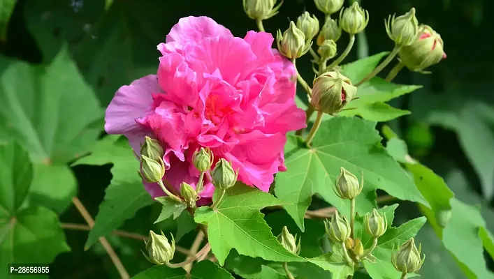 Platone Lotus Plant Very Rear Thai Land loutsstahal padmasthal paddaloutsV-10