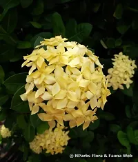 Platone Ixora Plant IXORA PLANT WWAS-thumb1