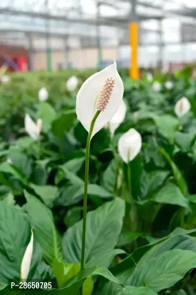 Platone Peace Lily Plant Peace Lily Flower Plant P23-thumb0