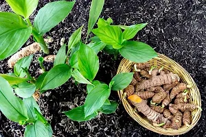 Platone Turmeric Plant Turmeric Bulb(10pc Per Packet)-thumb2