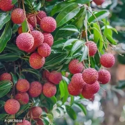 Platone Litchi Plant Litchi Early Seedless Variety Lychee Fruit (Air layeredGrafted) Live PlantsTree(1-1.5 Ft Size)-thumb3