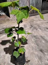 Platone Lotus Plant sthal kamal plant-thumb2