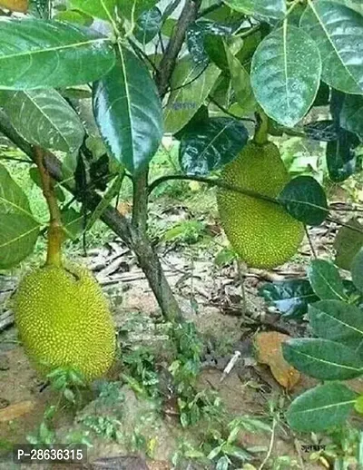 Platone Jackfruit Plant THAI ALLTIME JACKFRUIT-thumb0