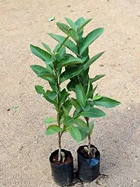 Platone Guava Plant GUAVA PLANT-24-thumb1