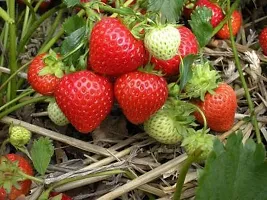 Platone Strawberry Plant strawberry fruit live plant123455-thumb1