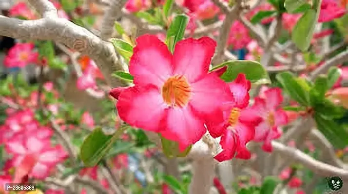 Platone Adenium Plant ADENIUM PLANT OOO22