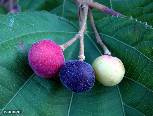 Platone Phalsa Plant Phalsa Falsa Grewia Asiatica Fruit Medicinal 1 Healthy Live Plant For HomeGardenhellip;-thumb0