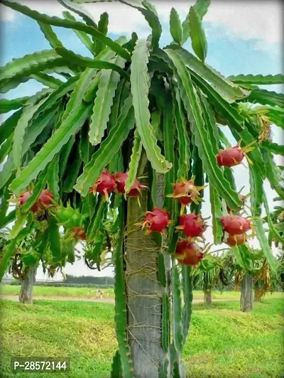 Platone Dragon Tree Red Dragon Fruit Sapling-thumb0