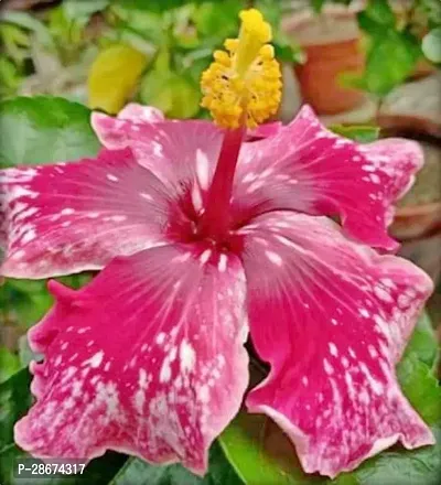 Platone Hibiscus Plant Hibiscus Live Plant PG011