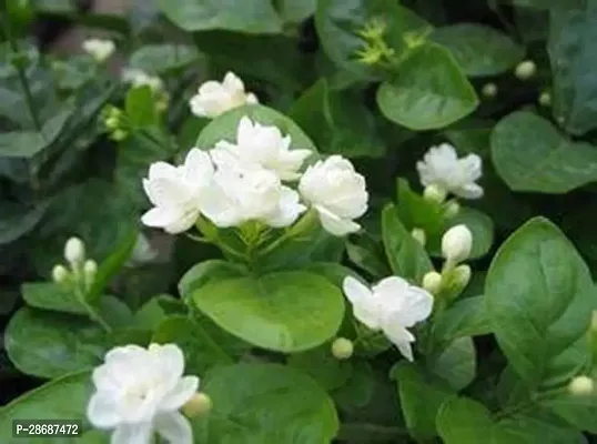 Platone Jasmine Plant Jasmine Plant-18-thumb0