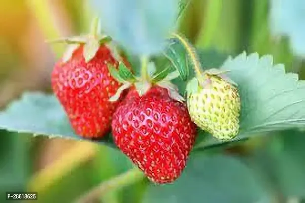 Platone Strawberry Plant STRAWBERRY PLANT RRF