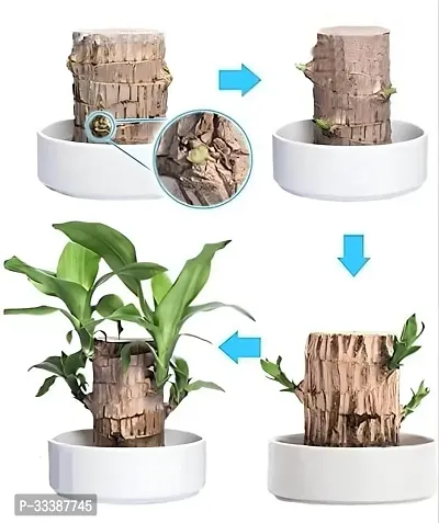 Brazil Bamboo Long Live Plant without Pot-thumb3