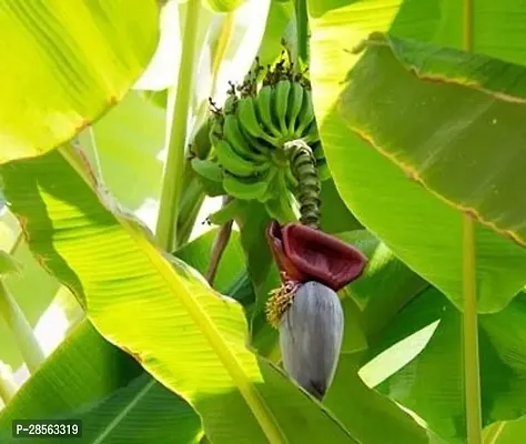 Platone Banana Plant Cloud A Banana plant-thumb2