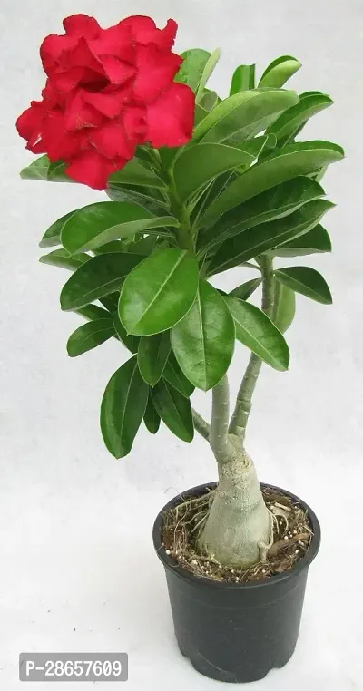 Platone Adenium Plant Adenium Desert Rose Plant