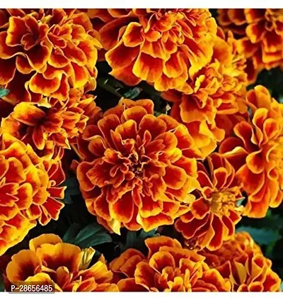 Platone Marigold Plant marigold32-thumb0