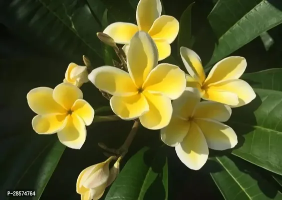 Platone Plumeria Plant BL306-thumb0