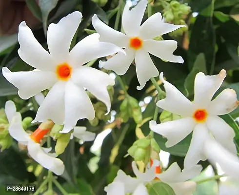 Platone Night Bloom Jasmine Plant Night shiuli phoolflower