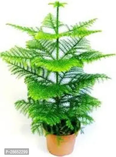 Platone Christmas Tree Plant CHRISTMASS TREE PLANT