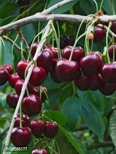 Platone Cherry Fruit Plant cherry fruit plant 5050-thumb0