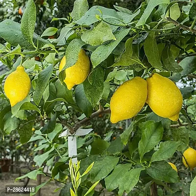 Platone Lemon Plant Spur lemon ( Kagazi Lemon)-thumb3