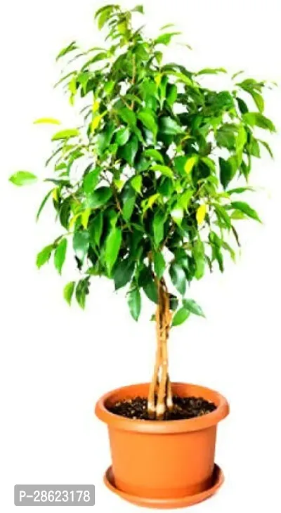 Platone Ficus Plant Ficus benjamina-thumb0