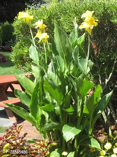 Platone Canna Lily Plant Yellow canna lily plant-14-thumb2