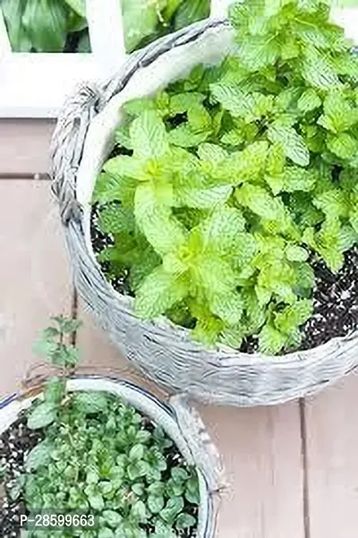 Platone Mint Plant MINT PLANT TYPP