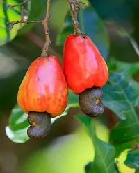 Platone Cashew Apple Plant Cashew PlantKaju Badam Gachh-thumb1