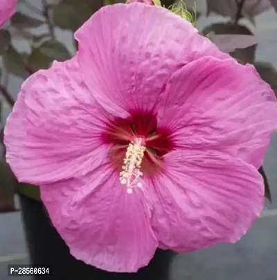 Platone Hibiscus Plant Hibiscus Plant ( Mazazon Hibiscus Plant )