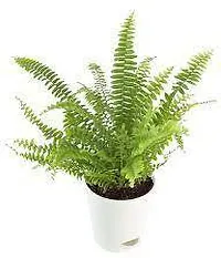 Platone Fern Plant FERN PLANT-thumb2