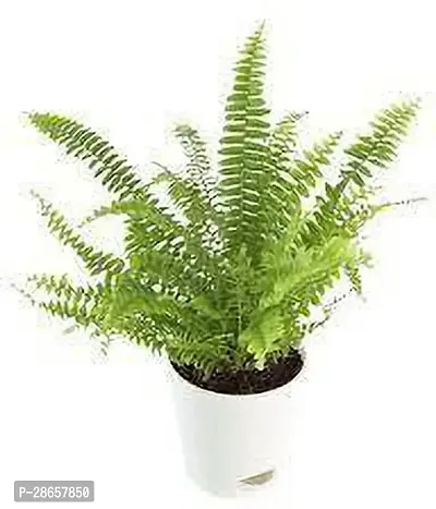 Platone Fern Plant FERN PLANT-thumb3