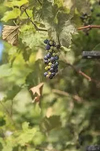 Platone Grape Plant GRAPES PLANT AAEE22-thumb2