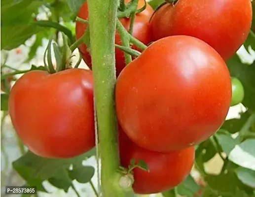 Platone Tomato Plant GHBVH93-thumb0