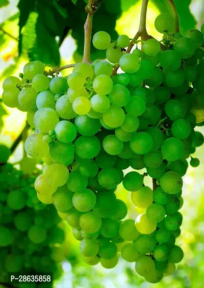 Platone Grapes Plant Air Layered GrapesAngoor live Plant CF441-thumb0