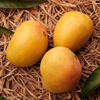 Platone Mango Plant Alphonso Mango Plant - Grafted-thumb1