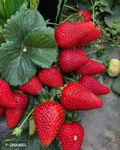 Platone Strawberry Plant Strawberry Fruit Live Plant CF08-thumb0