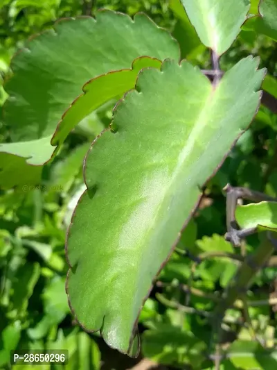 Platone Kalanchoe Plant PATHARKACHI PLANT 2