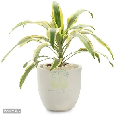 Platone Dracaena Plant RSP_297