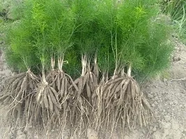 Platone Asparagus Plant Asparagus-densiflorus-sprengeri-with pot-thumb2