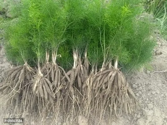 Platone Asparagus Plant Asparagus-densiflorus-sprengeri-with pot-thumb3