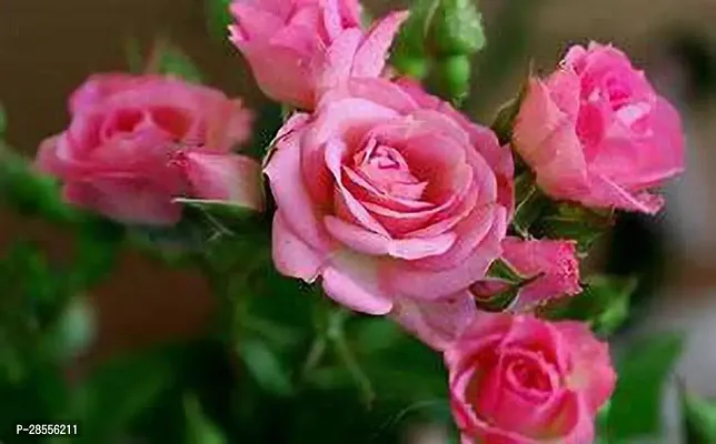 Platone Rose Plant Climbing Rose plant Hybrid (CF19)