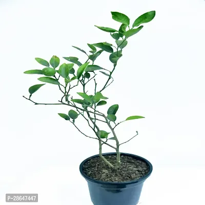 Platone Lemon Plant ALL TIME KAGZI LEMON PLANT45