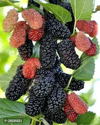 Platone ShahtootMulberry Plant SHAHTOOTMULBERRYPLANT4GJH-thumb0