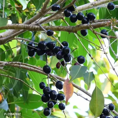 Platone Jamun Plant JAMUN PLANT (HYBRID, PACK OF 01)