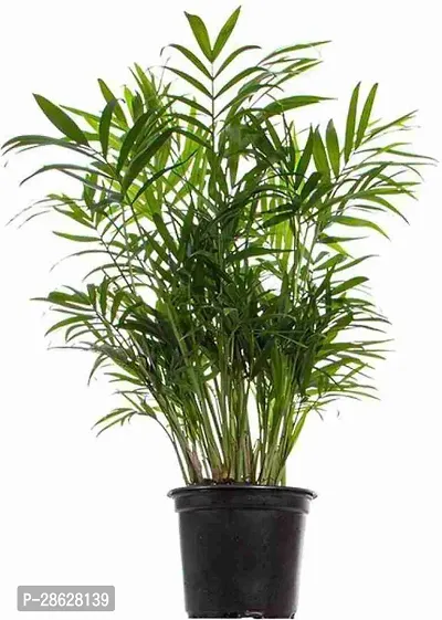 Platone Parlor Palm Plant Parlor Palm Plant-thumb0