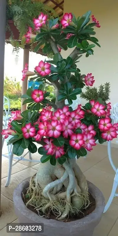 Platone Adenium Plant Adenium Plant1-thumb0